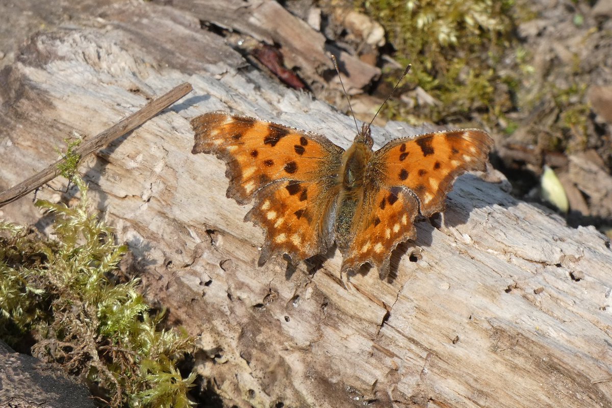 GuckInDieNatur's tweet photo. Ich kaufe ein C und möchte lösen!!! Der #CFalter
#TheComma in der Früh-#Sommer-Edition. #Herne Berghalde in #Röhlinghausen #NRW https://t.co/EeaCa43DKv