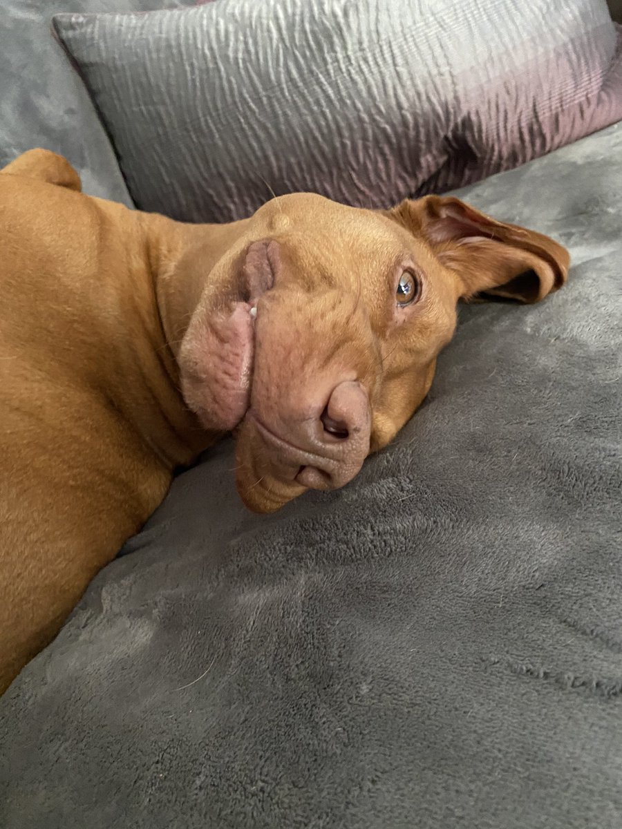 TheMistressRox's tweet photo. #BeMoreJackson #Flumping #Vizsla 💜💜💜 https://t.co/joDlKWHaxC