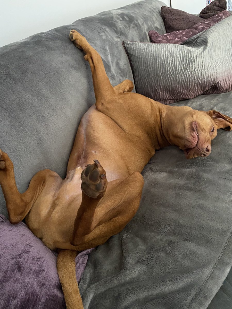 TheMistressRox's tweet photo. #BeMoreJackson #Flumping #Vizsla 💜💜💜 https://t.co/joDlKWHaxC