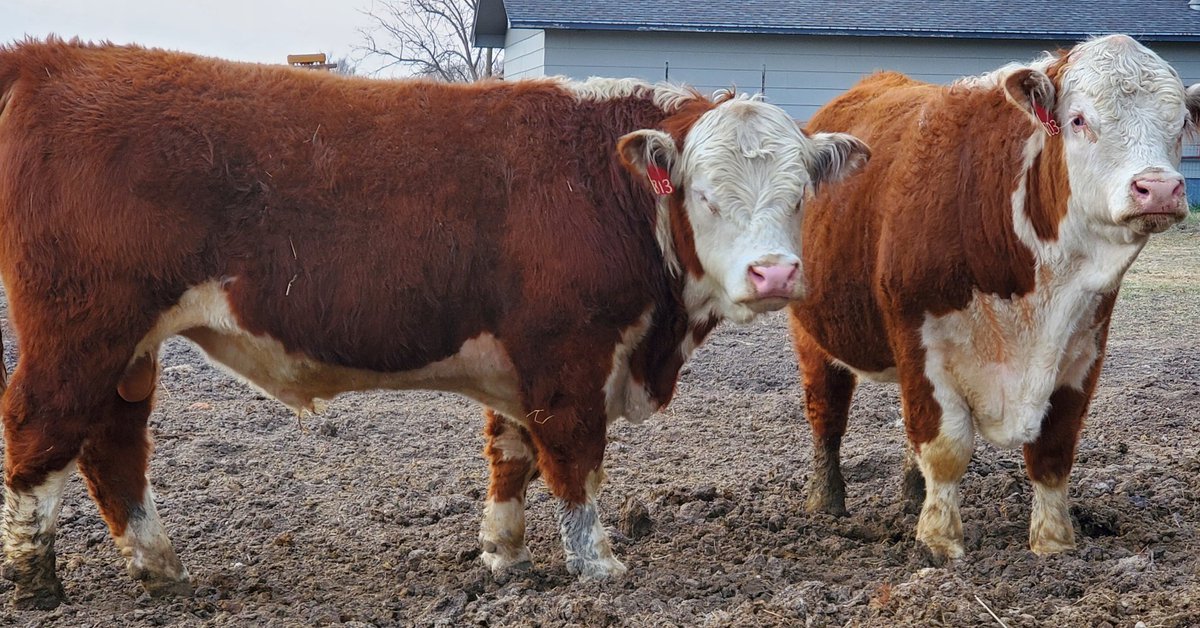 KuhlmannRanch's tweet photo. 30 2 yr old Registered Polled Hereford Bulls
Home Raised Kuhlmann Genetics
Private Treaty
North Platte, Nebraska
308-530-4574
https://t.co/3RKqWBc7uJ
#GeneticsThatRunDeep
#herefordcattle
#herefordbull
#hereford
#polledhereford https://t.co/cXAIH0dl3U