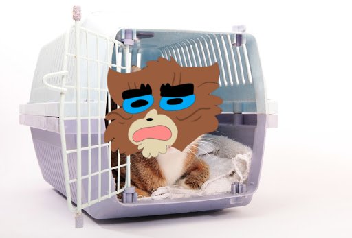 RealBrokenstar's tweet image. Okie dokie Bramblestar of TrashClan, stay in the kitty carrier where you belong