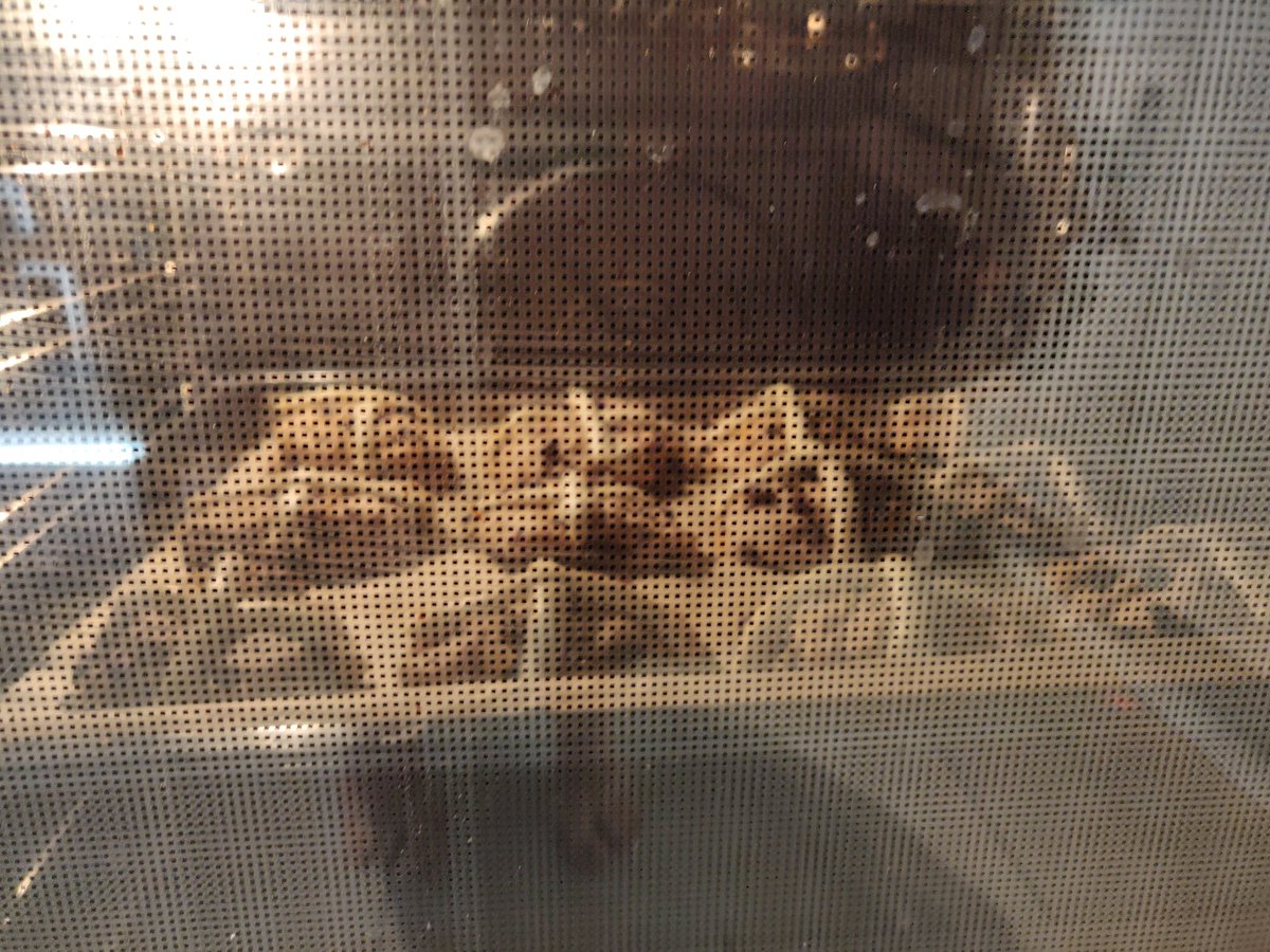 In the oven! Don't burn them now, Alex...