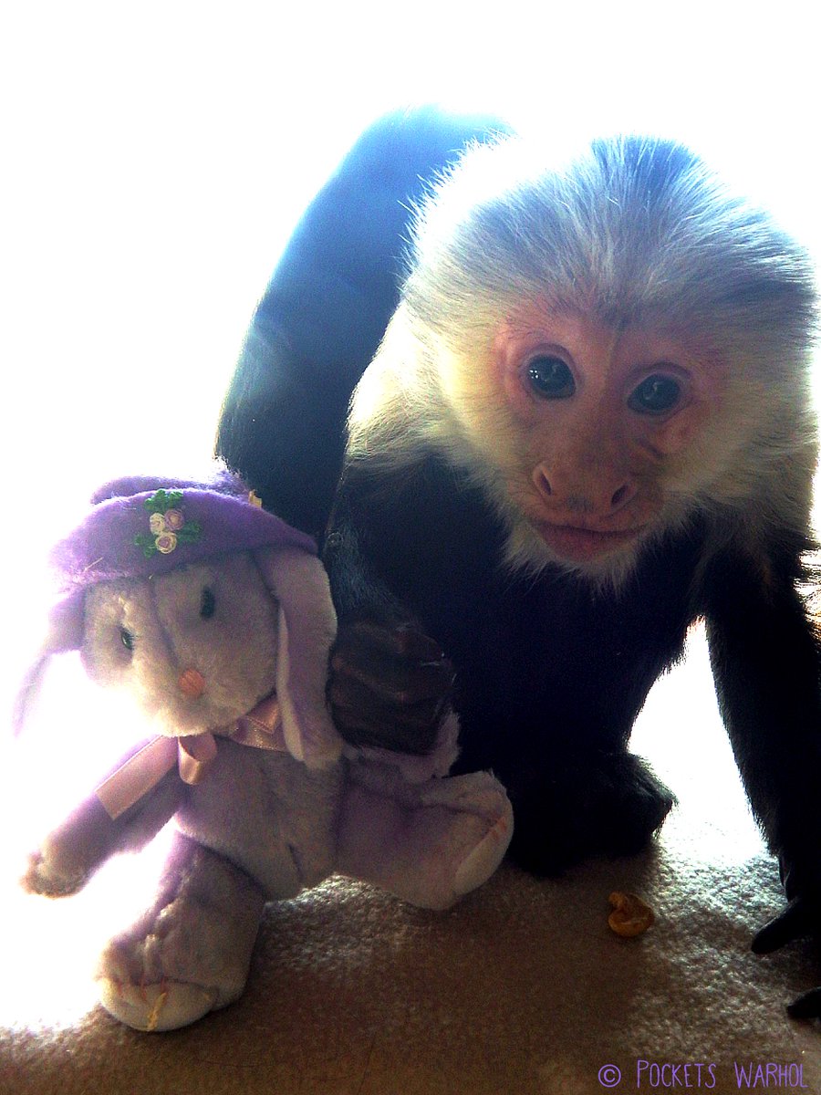 PocketsWarhol's tweet photo. Happy Easter from Thumper and me! @JaneFallon @rickygervais @DrBirute @EstherThePig @WeatherDog3 @cbcdocs @CBCArts #EasterBunny #PortraitofPockets #StaySafe https://t.co/eVvetpzsmJ