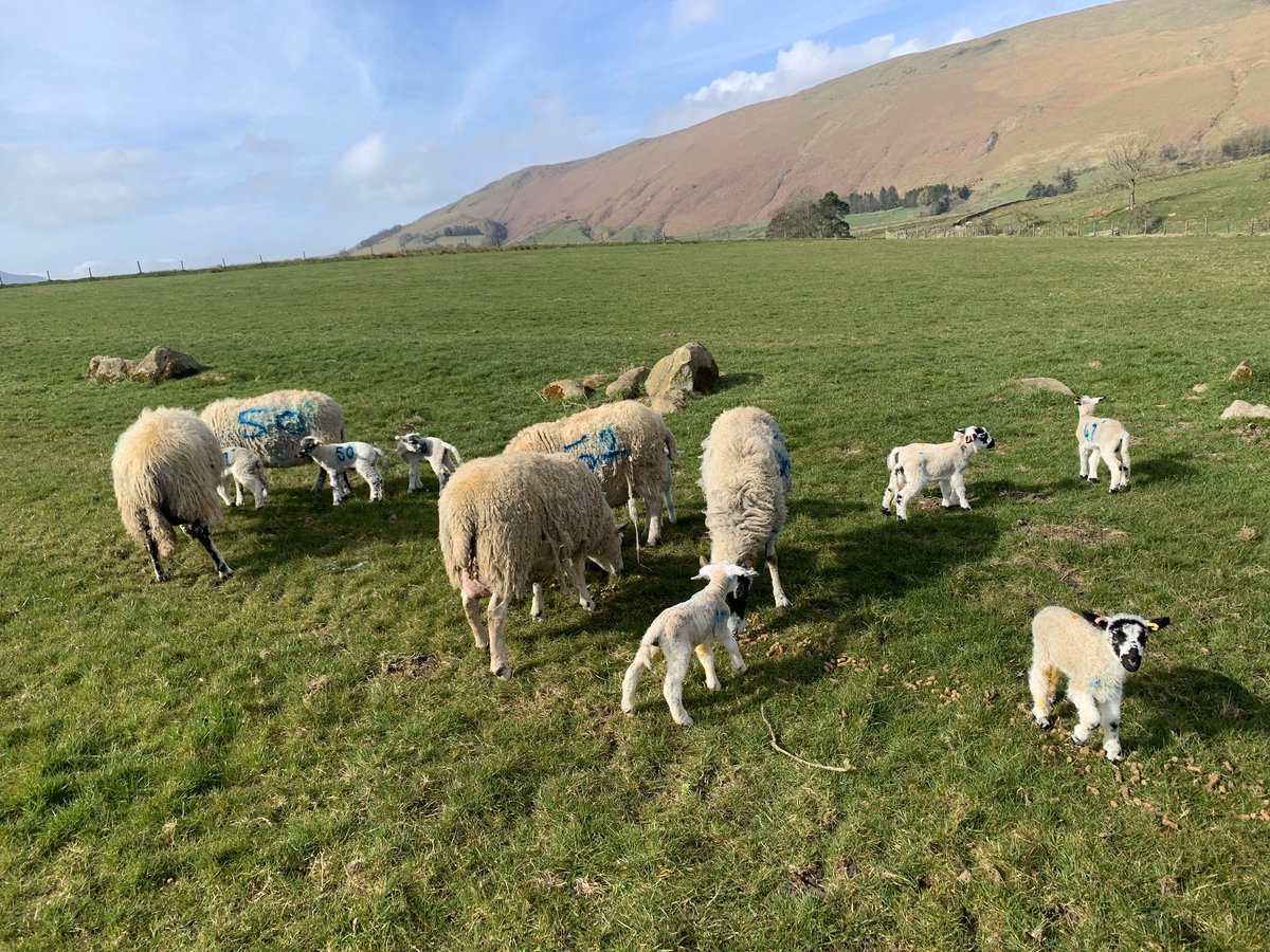 bagmuck's tweet photo. Happy Easter from the Lambing Shed Stay Safe Everyone https://t.co/bXYLniyTco