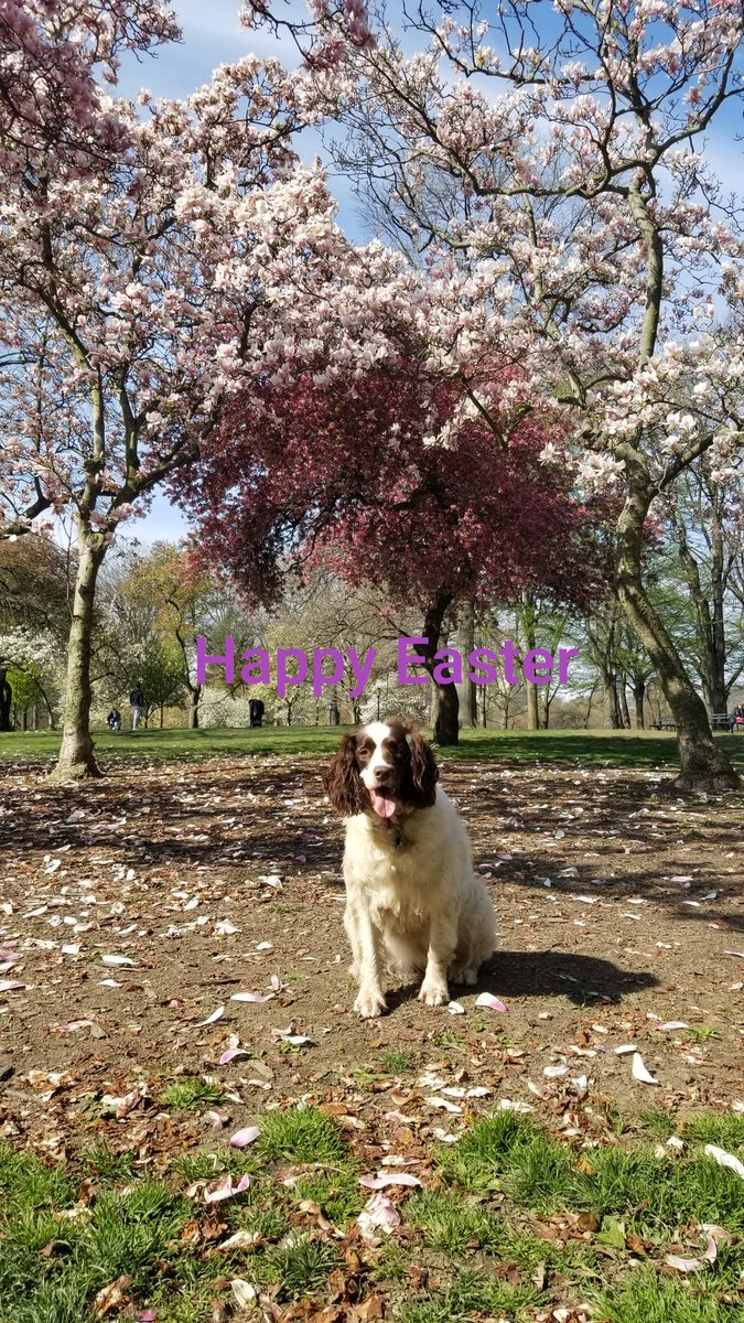buhlreports's tweet image. Happy Easter to all my followers and and any fellow #englishspringerspaniel lovers!  #centralparkdogs