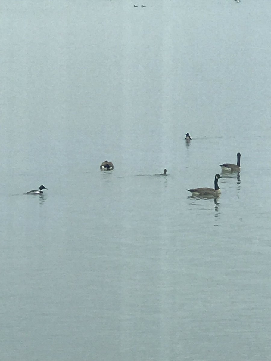 Rebel_Charters's tweet image. Happy Easter from Lake Ontario “Fowl Gang”