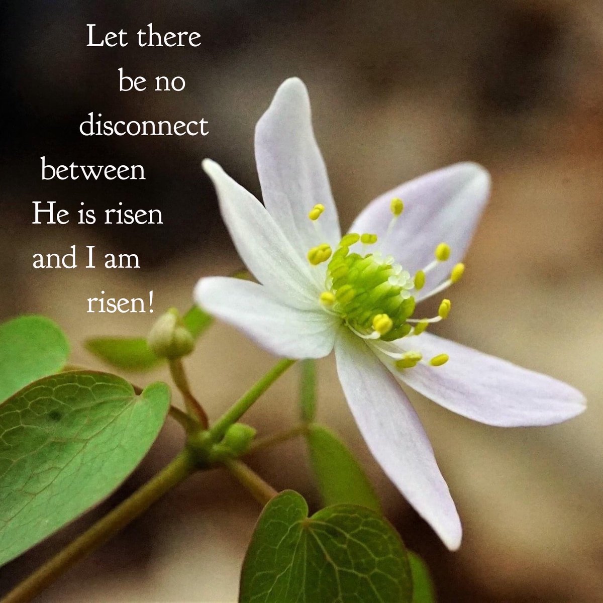#risen #resurrection #truth #congruent