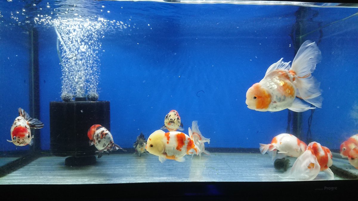 もりひろ 金魚好き 桜ﾊﾝﾀｰ ９０cm水槽の全体画像です