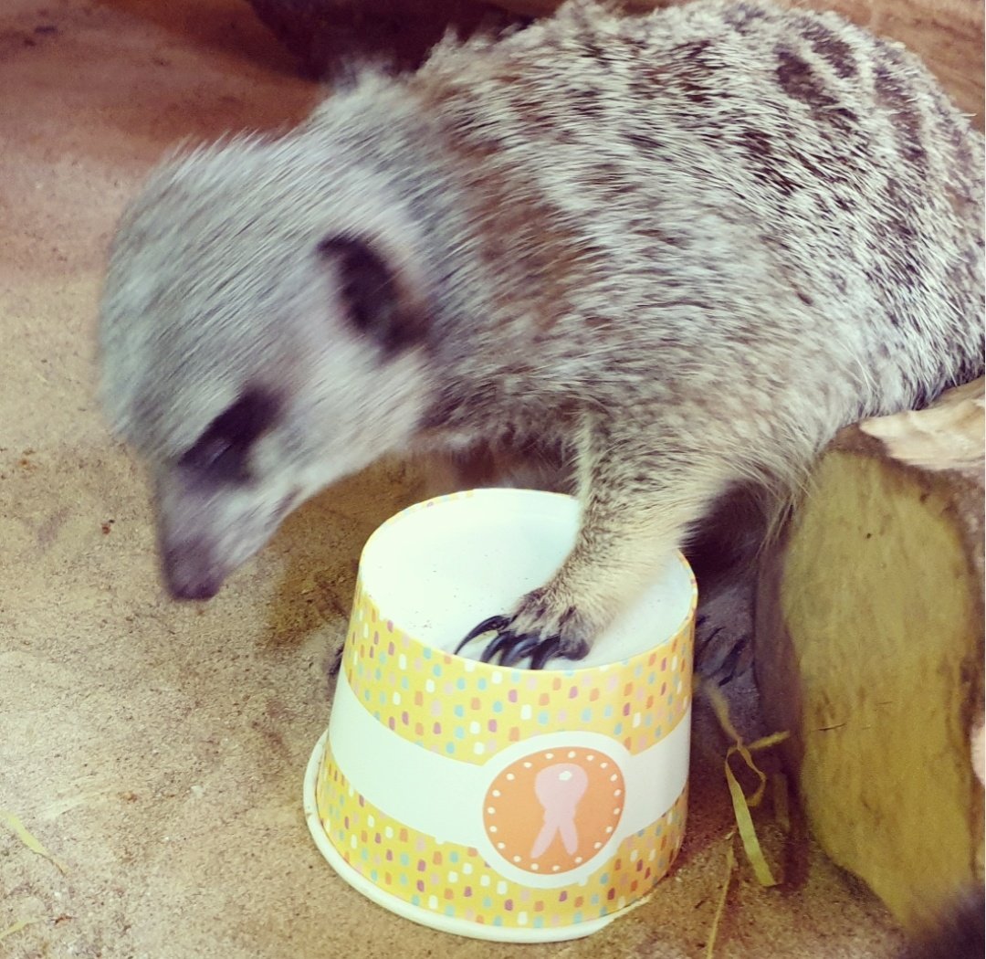 MammyMeerkat's tweet photo. 🐰 Happy Easter 🐰

#meerkat #Easter #EasterSunday #bughunt #happyeaster #exoticenrichment https://t.co/WaT9qqGILd