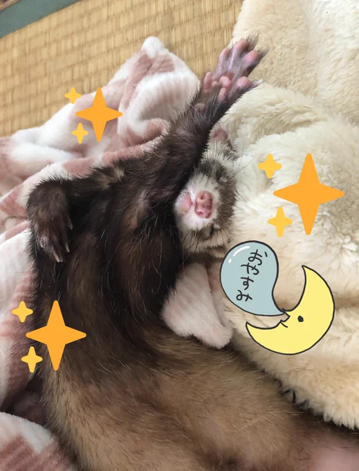 @bjpamuani 🐹🎀ぱむあにーさん今日もお疲れ様でしたでちよ〜✨✨ゆっくりおやすみなさいでちよ🐹🐾🐾🌙✨ 