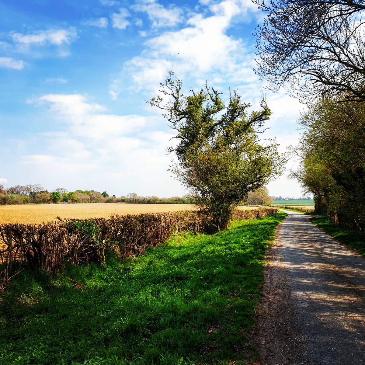 AndyRamsay2's tweet image. Today's Easter cycle. #fourmarks #Hampshire #countrysideandfarmland #Countryside #sunshine #cycling #farming #staysafe
