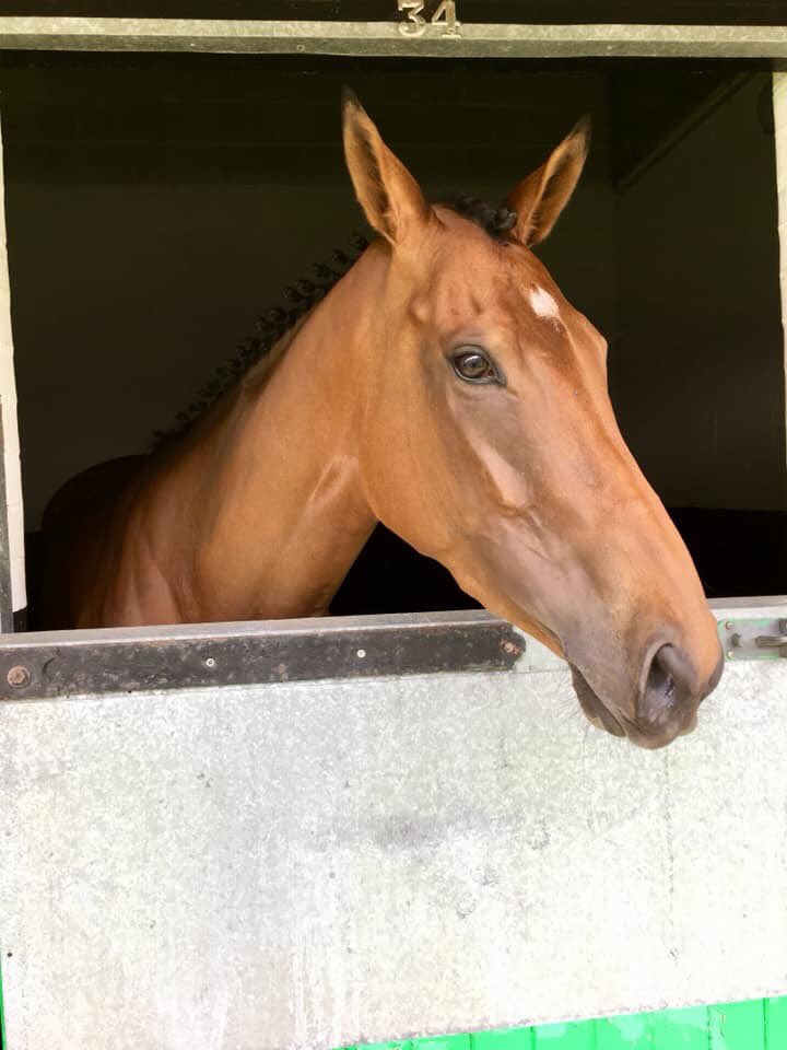 suzannahsteven1's tweet photo. Sat out in the sun and thought it was a perfect time to look back over some of the wonderful days this filly gave me..... miss her more and more each day ❤️💔 #hateya #legendary @InsideTrackRac2 https://t.co/vBfWj9nf63