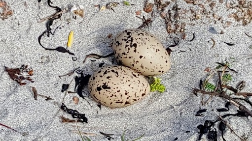 Happy Easter Sunday everyone. We hope you are managing to have some enjoyment while apart from family and friends. Here is an "Easter egg" photo of an Oystercatcher nest taken on Traigh Ghael Beach last summer. #MullandIonaMemories #Oystercatcher #Traighghael #HappyEasterSunday
