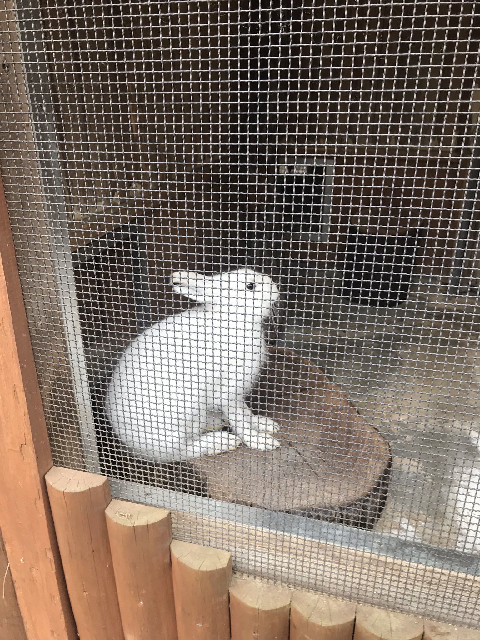 悲報 多摩動物公園のウサギさん うっかり最終形態を見せてしまう えのげ 悲報 多摩動物公園のウサギさん うっかり最終形態を見せてしまう えのげ