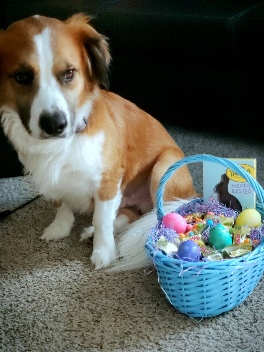 MSL65STX's tweet photo. Happy Easter from my Lil stinker and I. #Easter #EasterSunday #easterpet๐ https://t.co/rCgeS7JNs4