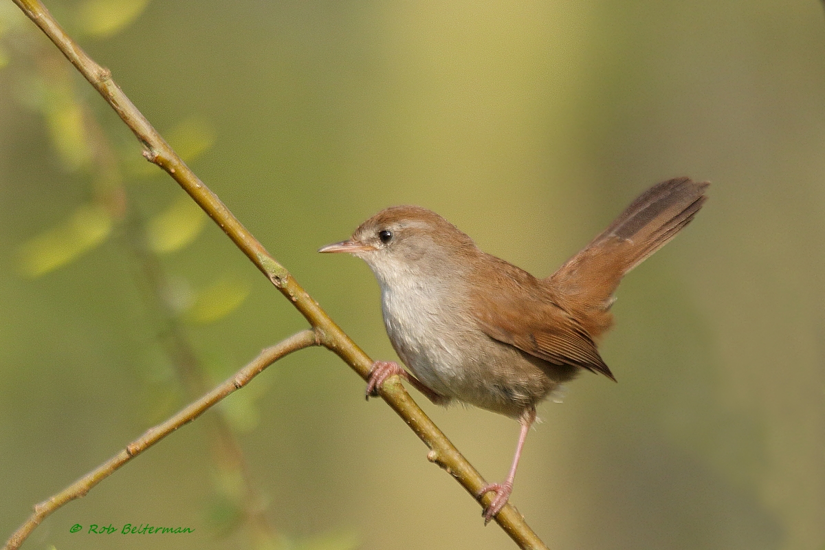 #Cettiszanger #Cettiswarbler #cettiacetti #Zevenhuizen 
@volgdenatuur  @NatuurfotoNL 
@Sovon @waarneming  @vogelnieuws  @VroegeVogels @IVNzuidholland  @Natuurmonument @ZHLandschap
 @volgdenatuur @zuid_holland  @staatsbosbeheer @MooiZuidplas  @Zuidplas @ZuidplasNatuur