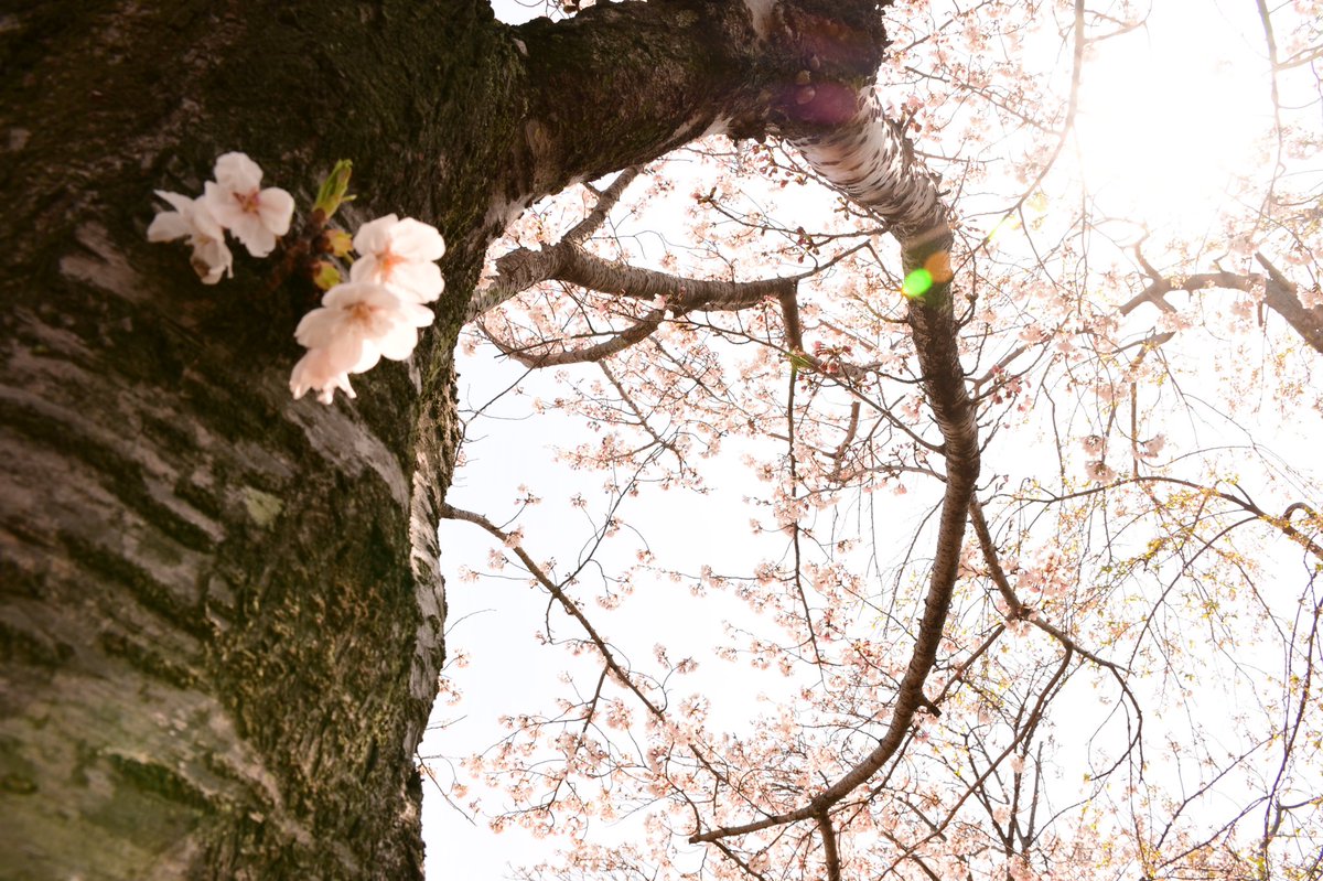 shotaro_cc_'s tweet photo. 去年のものにはなりますが
家で花見ができればと。

#D7500
#キリトリセカイ
#写真で伝えたいわたしの世界
#ファインダー越しのわたしの世界 https://t.co/k5Qgdh5wvm