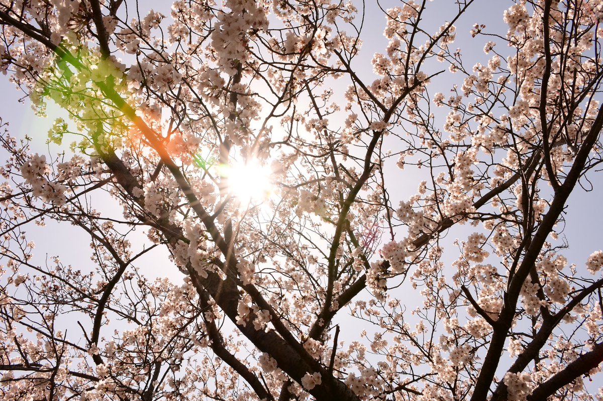 shotaro_cc_'s tweet photo. 去年のものにはなりますが
家で花見ができればと。

#D7500
#キリトリセカイ
#写真で伝えたいわたしの世界
#ファインダー越しのわたしの世界 https://t.co/k5Qgdh5wvm