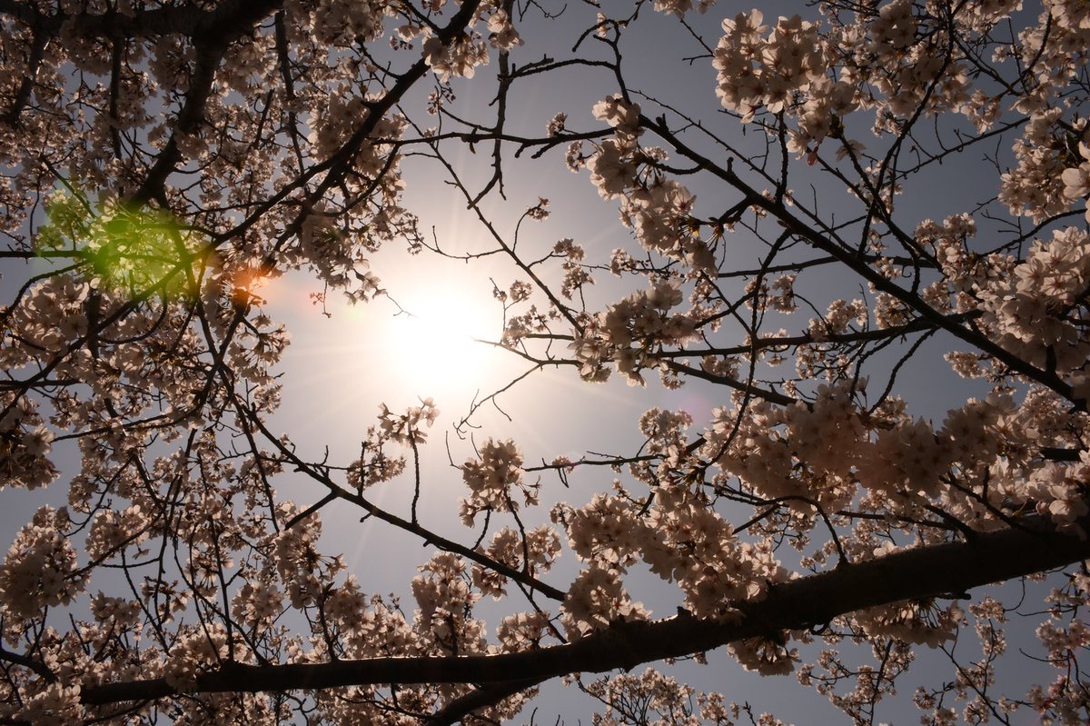 shotaro_cc_'s tweet photo. 去年のものにはなりますが
家で花見ができればと。

#D7500
#キリトリセカイ
#写真で伝えたいわたしの世界
#ファインダー越しのわたしの世界 https://t.co/k5Qgdh5wvm