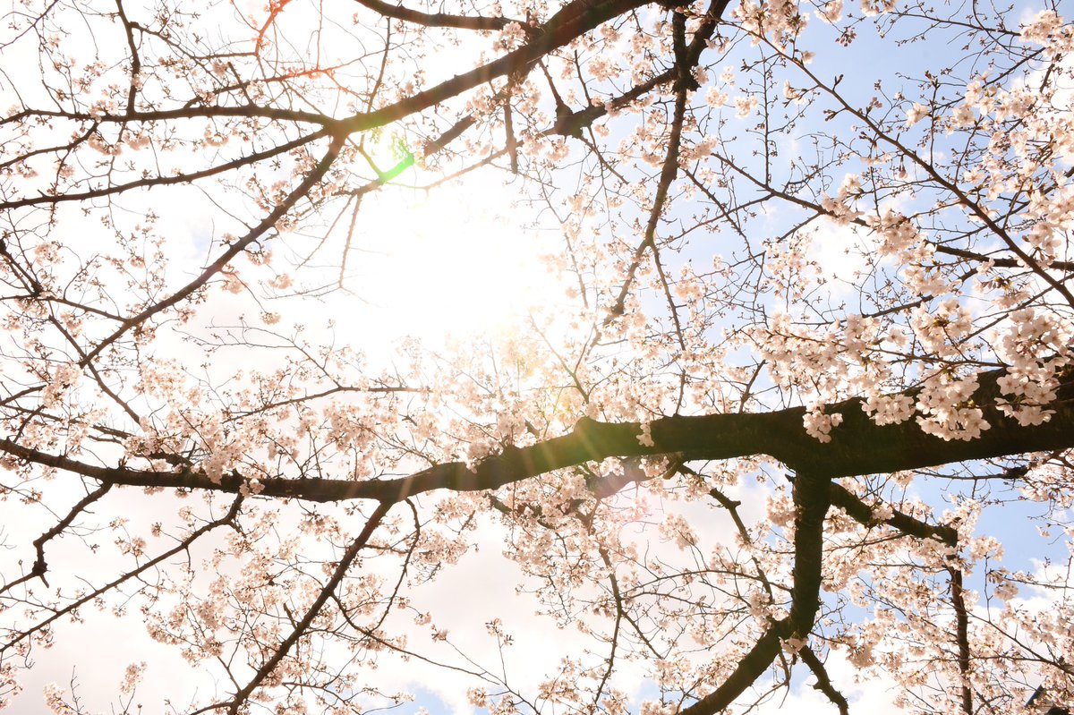 shotaro_cc_'s tweet photo. 去年のものにはなりますが
家で花見ができればと。

#D7500
#キリトリセカイ
#写真で伝えたいわたしの世界
#ファインダー越しのわたしの世界 https://t.co/k5Qgdh5wvm