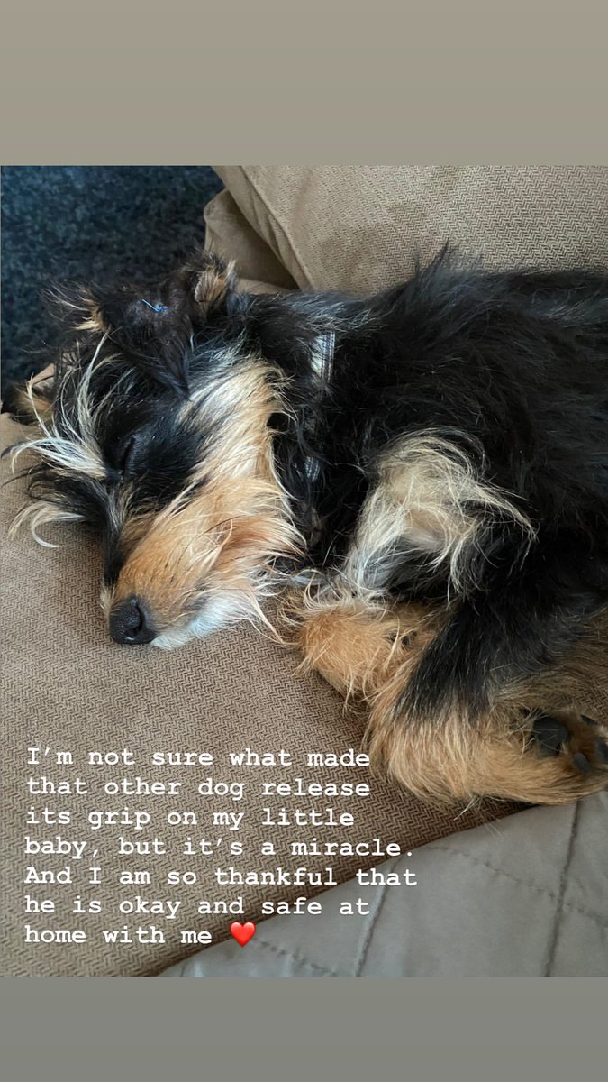 Beatriz24409392's tweet photo. day 29 of telling @lilireinhart that i love him every day until he responds: i love you @lilireinhart kiss from Portugal😉💕
"I’m glad it helped you ❤️" 29/03/2020
I hope Milo stay better ! #PrayForMilo https://t.co/W487YpbAGK