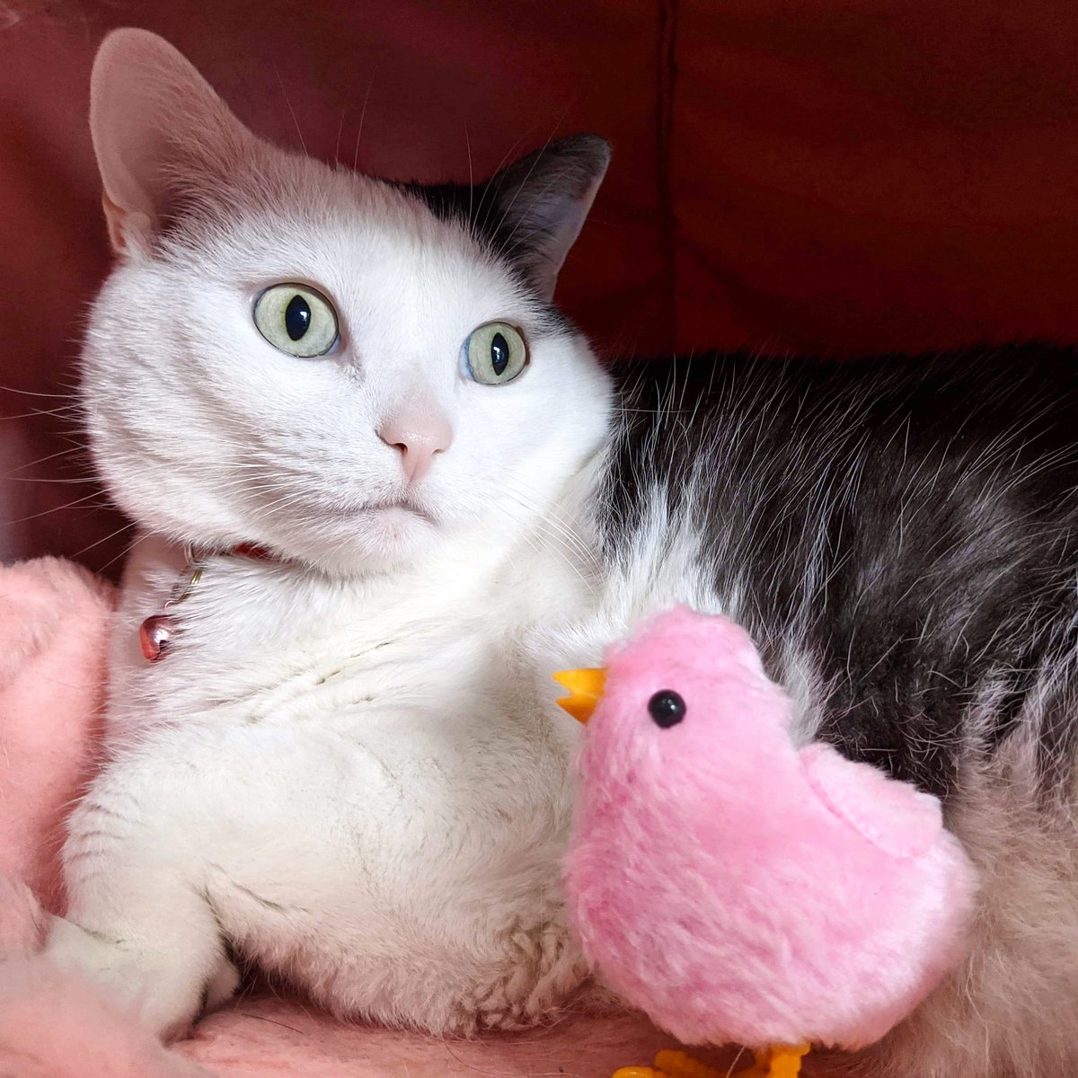 HouseofFuzz's tweet image. Happy Easter to all my FuzZy Friends
#happyeaster  #eastercat #catsoﬁnstagram