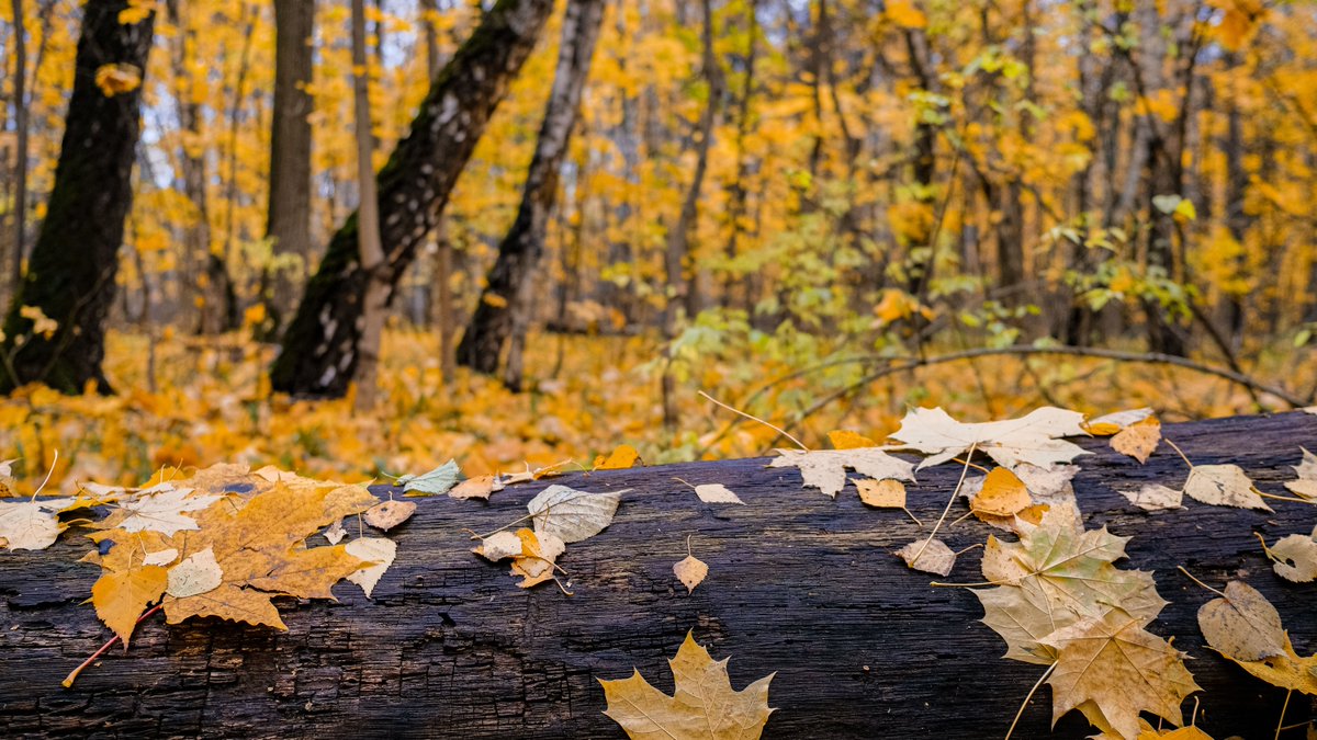 The color of dead leaves is called "Filemot."