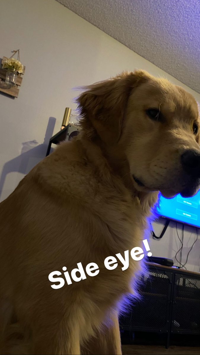 TMI_Uruguay's tweet photo. While in some #QuarentineLife updates... #DanThePup #ThatSideEye ππ #Besties #Rajah #DomSherwood
#ShadowFam https://t.co/2TR8zy0yFn
