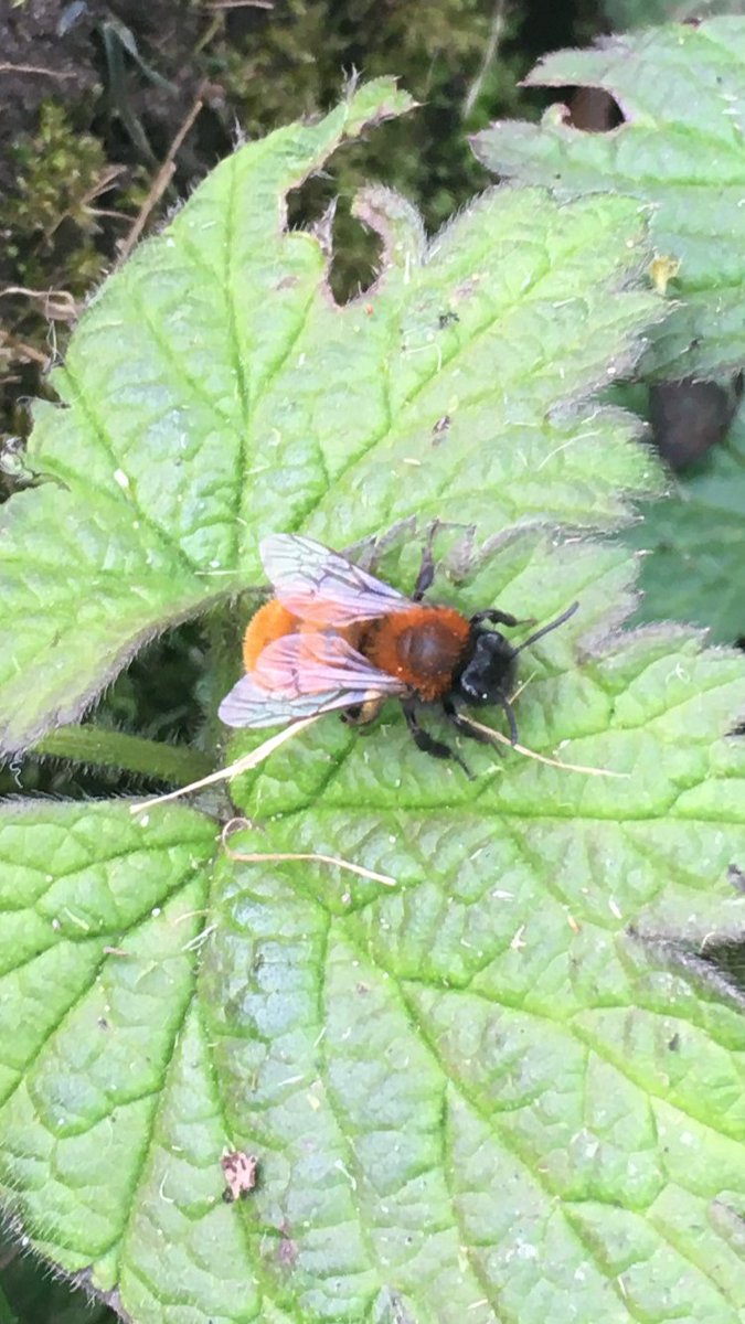 Anyone know what type of #bee this is, there were 2 flying round me and foraging in the soil whilst I was weeding for about half an hour and is this normal behaviour? They were stunning, almost neon they were that colourful #nature #beekeeping