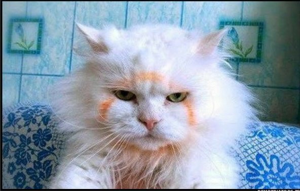 Котик после дежурства.

Этот котик весь день ходил в маске защищая нас от коронавируса, а ты даже не знаешь его имени! Слава нашим защитникам от коронавируса котикам.