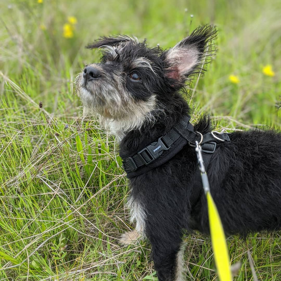 Oscarsito24's tweet photo. I found the perfect cuddle bundle back in Feb with little Izzy (10 wks old)- she's curious, energetic, all about nature, and just loves her humans! Thank you 🐾❤ @GratefulDogsSF #Puppies #dogsoftwitter #Adoptadog #friendship https://t.co/6fV5oQRxW6