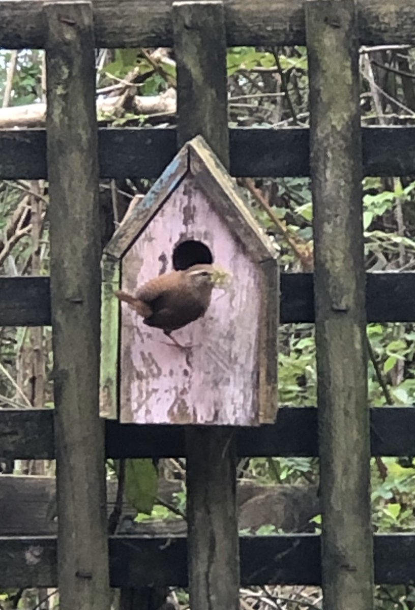 A tiny but extremely loud wren constructing a nest in the nest box