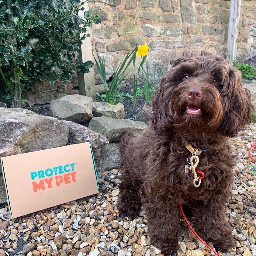 Protect_MyPet's tweet photo. #HappyEaster🐣Meet Pip, a self-confessed mischievous pup & an absolute ball of fun! We feel very lucky to have such a beautiful lady join our pack, sharing her best smile with us 😃 Happy Easter to all our lovely pack members!🐰#ProtectMyPet #NoFleasOnMe #PartOfThePack https://t.co/Pd0t4gLOLI