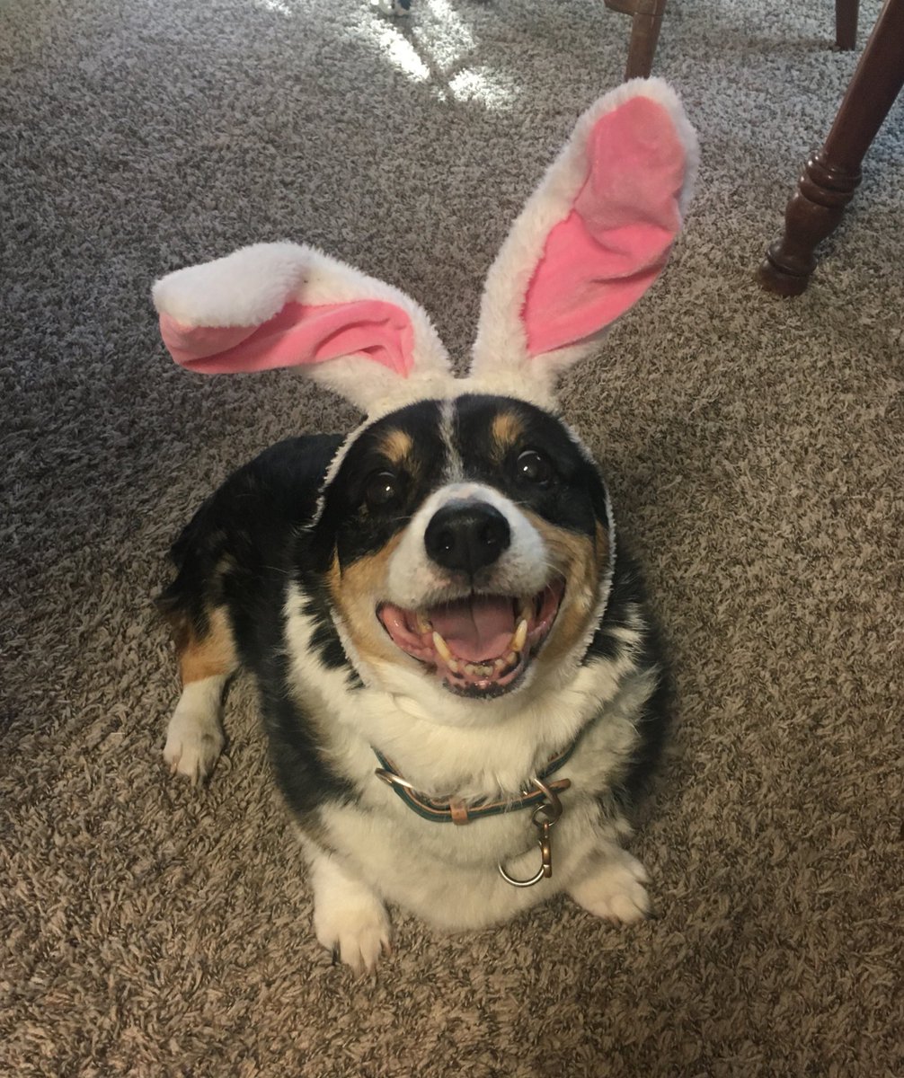BooBooKittys's tweet photo. Happy Easter from your favorite log of a dog 🐣 🐰 https://t.co/UREL7EFbdr