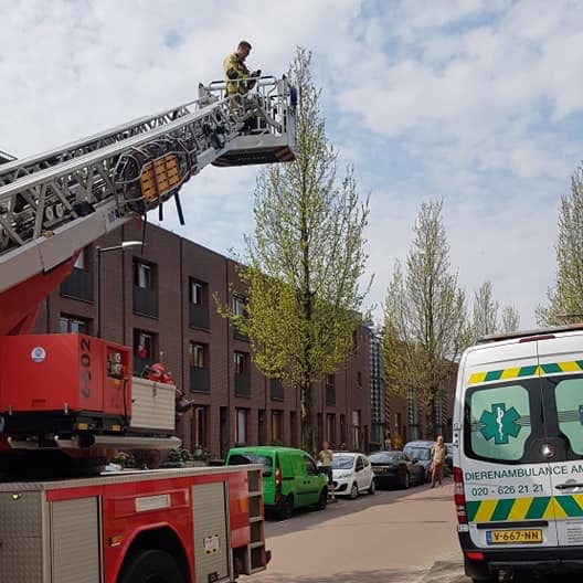 Stoer verhaal, happy end: Vanmorgen gebeld, ekster vast in boom. Polshoogte genomen, onze kanjers van <a href="/BrandweerAA/">Brandweer AA</a> gebeld. Ladderwagen, kat in t bakkie, ekster aan n takkie. Op ambulance ontdaan van allerlei touwtjes en gelukkig goed genoeg om naar Ome Gerrit te gaan #paasbest
