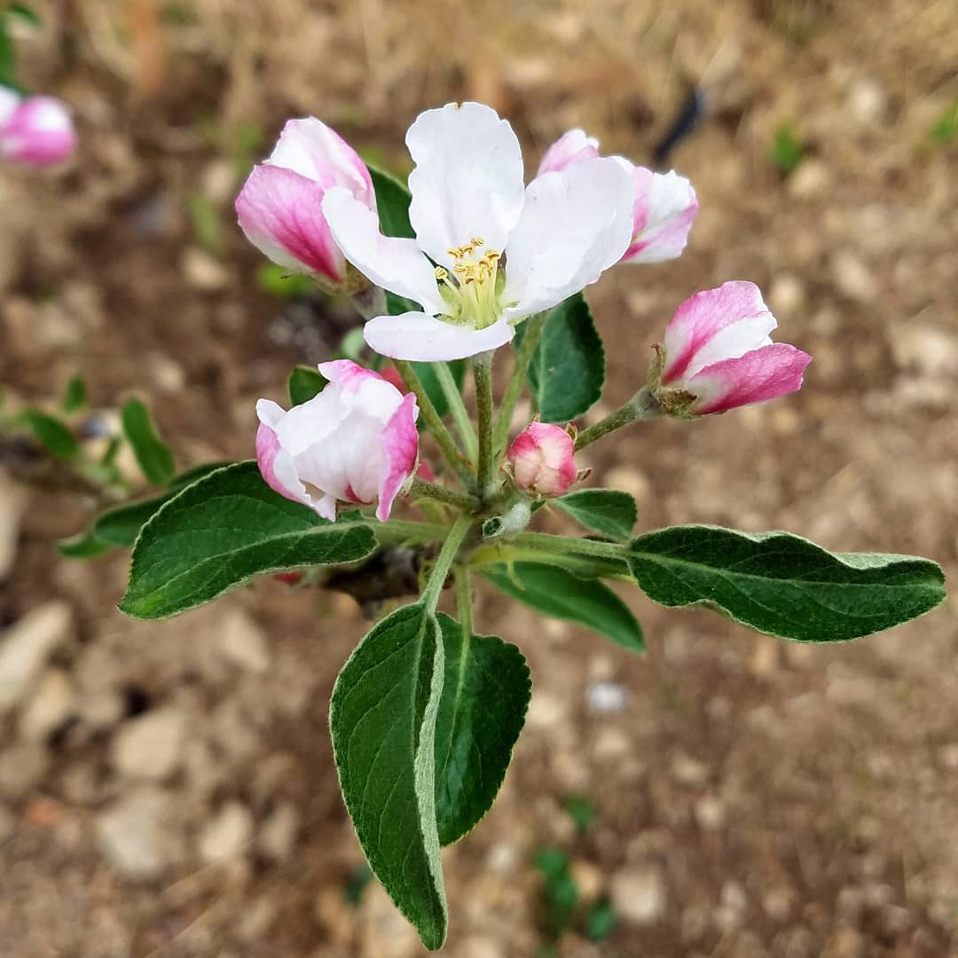 RyanAKoons's tweet photo. Apple blossom! https://t.co/WfB3lASlAk