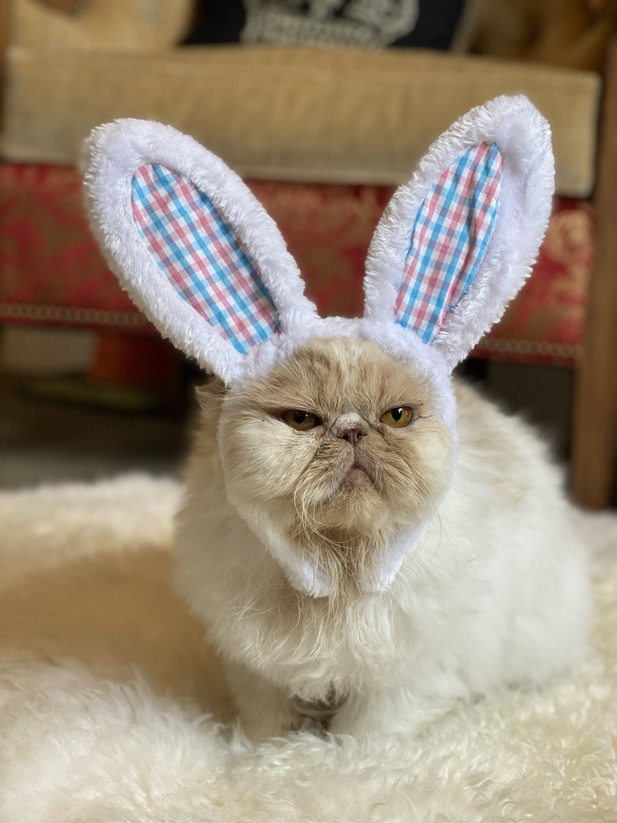 Happy Frickin’ 
#Easter . 
#catsofinstagram #catsontwitter #happyeaster