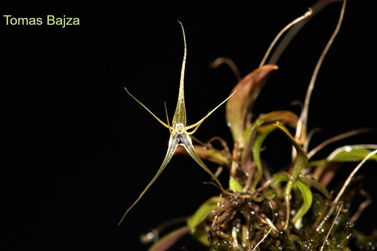 TommyBajza's tweet photo. #Lepanthes #filamentosa - one of the #tiniest #Lepanthes #species, and definitely not the easiest one to grow. It has stunning blooms that are huge in compare to plant itself. This one opened really nicely so I could not resist to take a few more pictures. https://t.co/FOEJpjHnHS