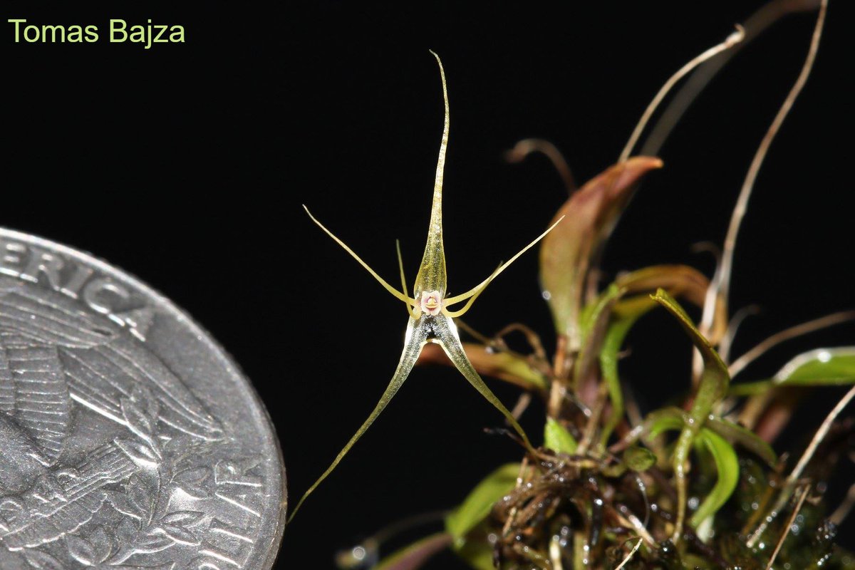 TommyBajza's tweet photo. #Lepanthes #filamentosa - one of the #tiniest #Lepanthes #species, and definitely not the easiest one to grow. It has stunning blooms that are huge in compare to plant itself. This one opened really nicely so I could not resist to take a few more pictures. https://t.co/FOEJpjHnHS