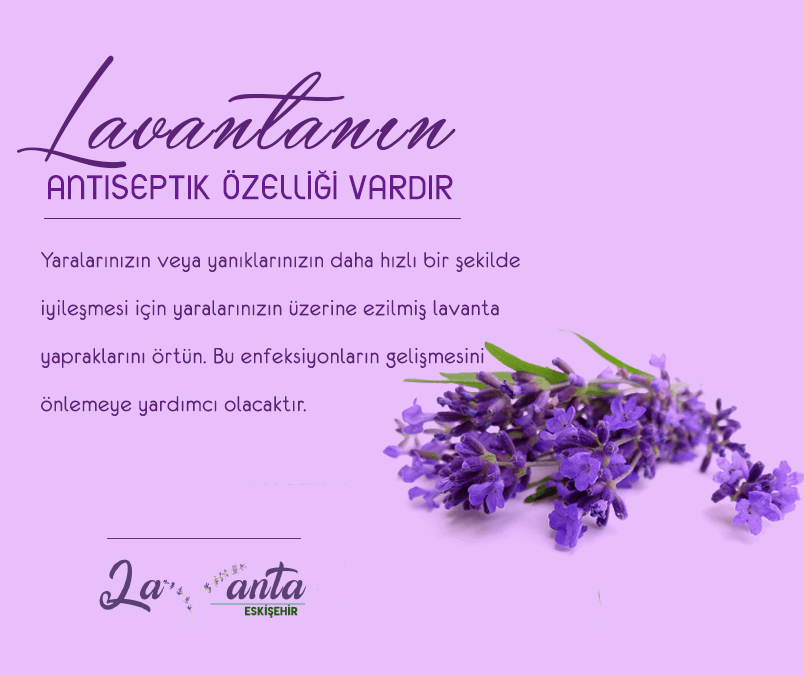 #eskişehir #eskişehirlavantabahçesi #lavanta #levander #lavantaeskişehir #eslavanta #lavantaes #lavantaaşkı #lavantasehri #celalpetrol #celalpetrolurunleri #lavantabahce #bahcelavanta #lavantabahcesi #lavantalar #lavantabalı #bal #honey #lavenderhoney