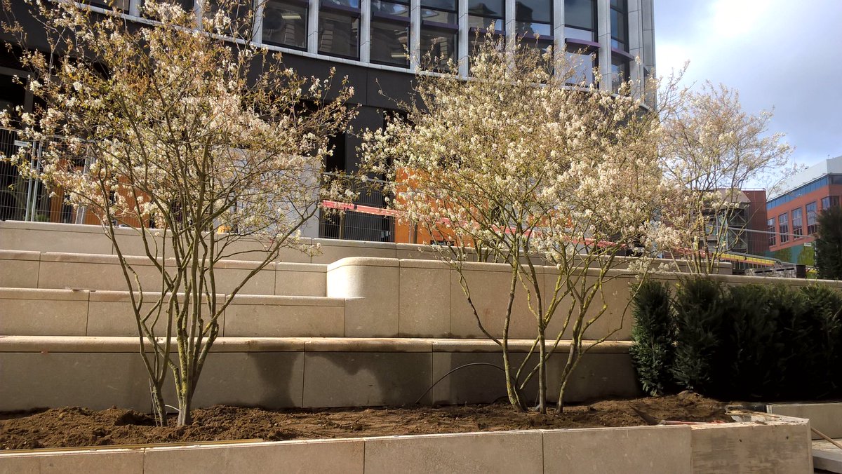 ParadiseBham's tweet image. Great to see the results of the new planting we’ve been installing in the public spaces of Paradise #Birmingham this #Easter and can’t wait to reveal further progress in the coming weeks @BAMConstructUK @Glenn_Howells