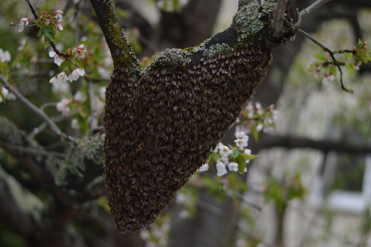 Et donc quand ça arrive elles commencent par former un giga nuage au dessus de la ruche puis elles vont se poser pas trop loin et se mettent en grappe pendant que quelques unes vont chercher une nouvelle maison. La grappe en question, c& #39;est très impressionnant :