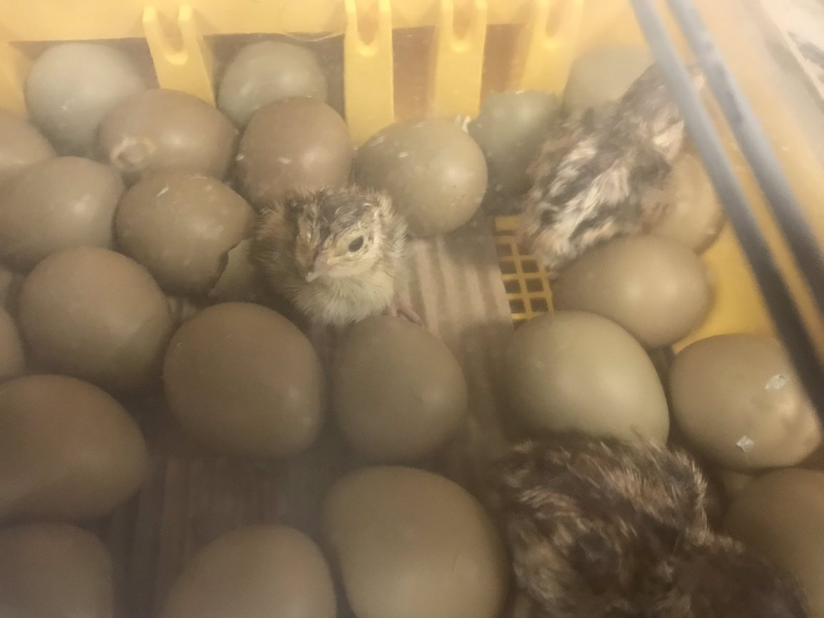 PulaskiAgEd's tweet photo. Our pheasants are 🐣 one day early on Easter! Happy spring everyone! May we all find time to celebrate new life today. #RaiderStrong #Agriscience https://t.co/xuIk9jWJrj