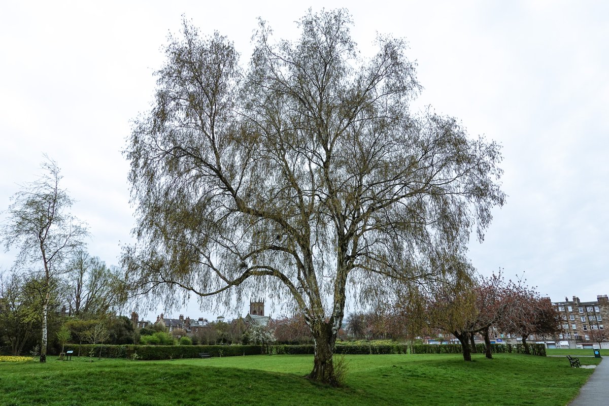 PhotoGoku's tweet photo. The #SilverBirchTree is warming to #spring #HarrisonPark #edinphoto https://t.co/NO8myIZXeQ