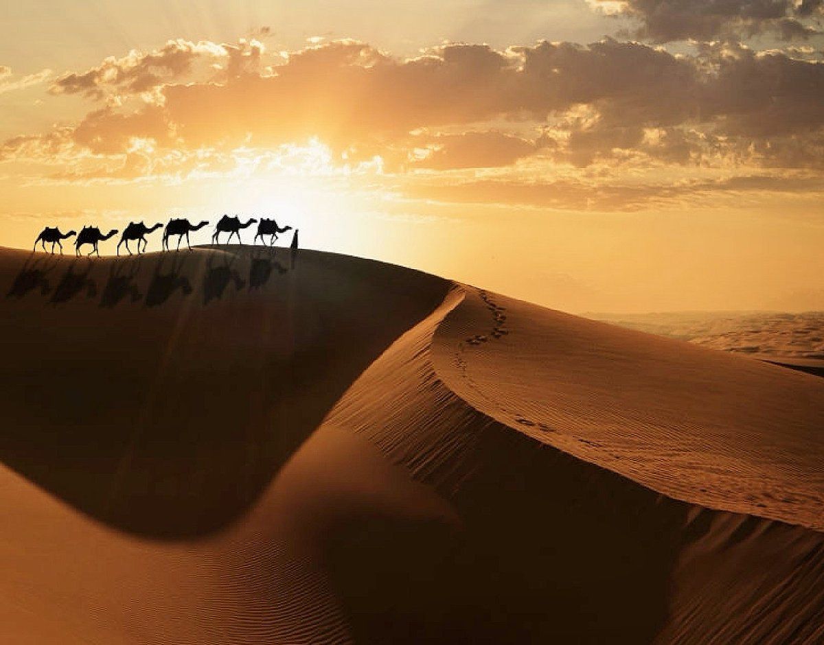 MyBeauDes's tweet photo. Amazing how #camels manage to survive in difficult circumstances in the desert. #AbuDhabi #UAE #nature #MBDNature https://t.co/rDmkwhUCSG