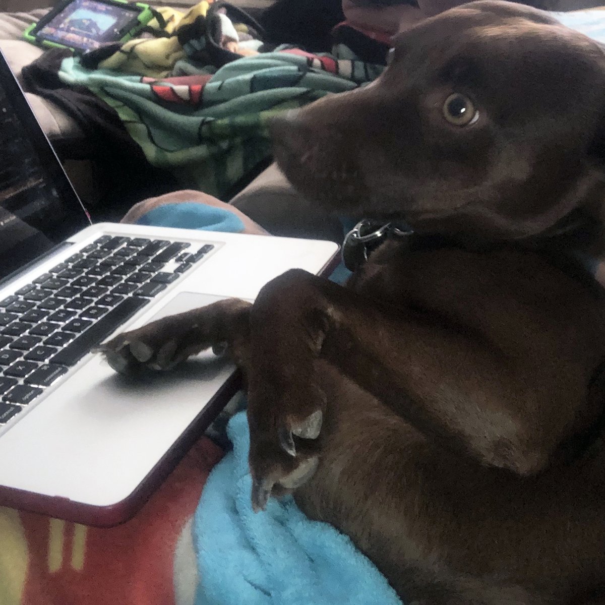 SandiaPrep's tweet photo. One of the perks of remote learning is having our pets around us! They help with stress and just generally make us happier. Share distance learning pics with your furry, feathered, or scaly friends (like our faculty and staff did) using #SandiaPrep. https://t.co/kE0sb1hRQL