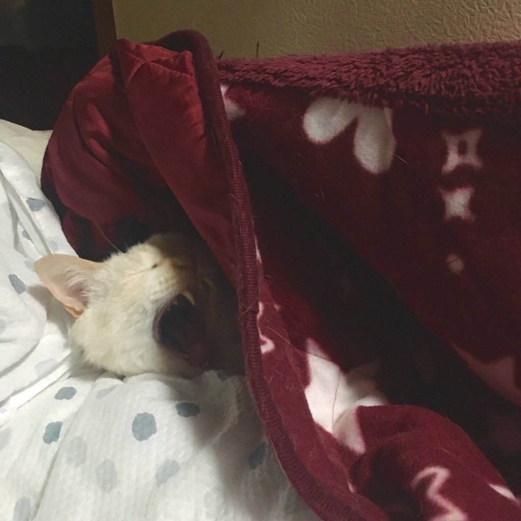 KoheiAgano's tweet photo. さて、ここで外出自粛のプロの在宅テクを見てみましょう。
Professional skill to avoid outings.
・
・
#cat #kitten #yuki_fuku #10yearsold #luckycat #nationaltreasure #antivirus #avoidoutings #avoidgoingout #stayhome #professional https://t.co/xxJutipMVh