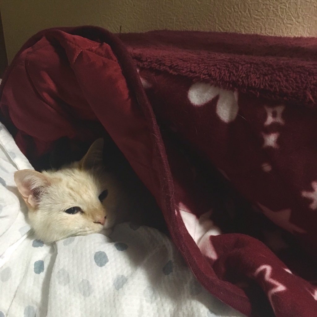 KoheiAgano's tweet photo. さて、ここで外出自粛のプロの在宅テクを見てみましょう。
Professional skill to avoid outings.
・
・
#cat #kitten #yuki_fuku #10yearsold #luckycat #nationaltreasure #antivirus #avoidoutings #avoidgoingout #stayhome #professional https://t.co/xxJutipMVh