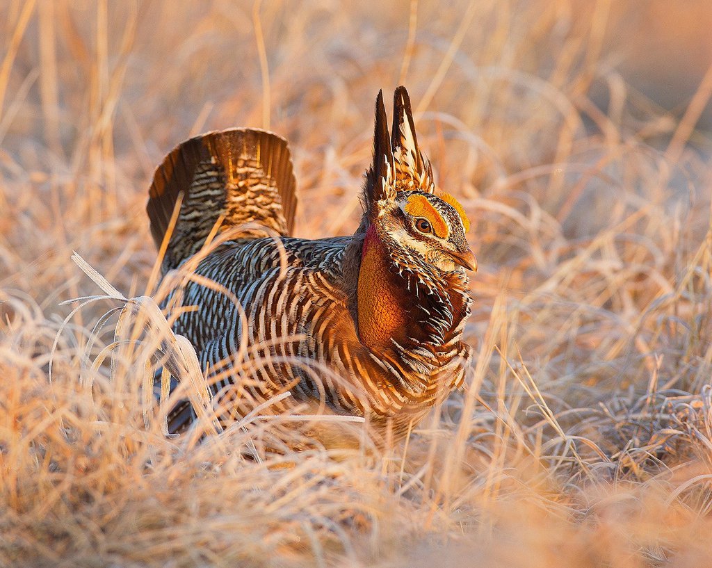 Happy Easter! Have this obligatory Greater Prairie Chicken help you through your coming week! Be safe!