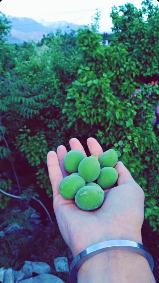 Malapa4690's tweet photo. Apricot season in #GilgitBaltsitan https://t.co/wDoXjmppeC